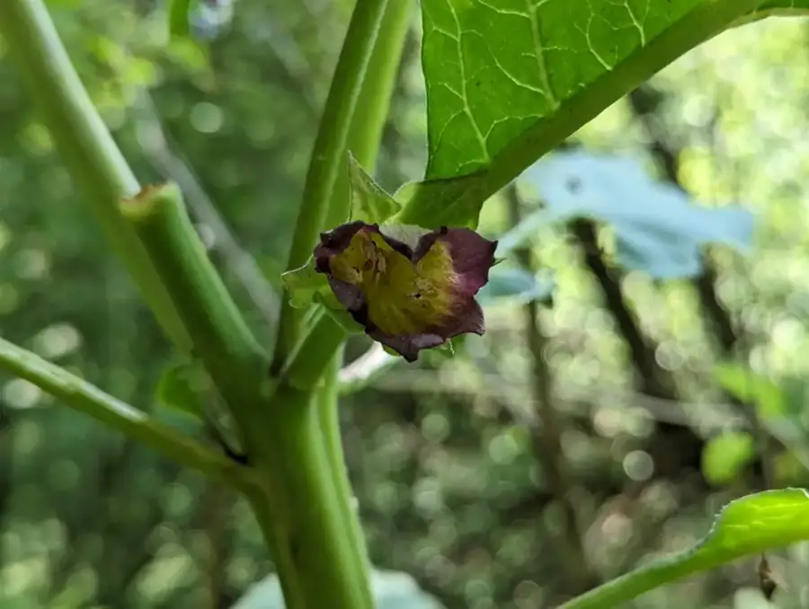 Deadly nightshade: Bell-shaped flower.