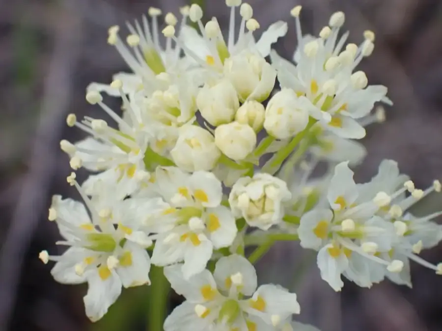 Meadow death camas: Cream flower cluster.