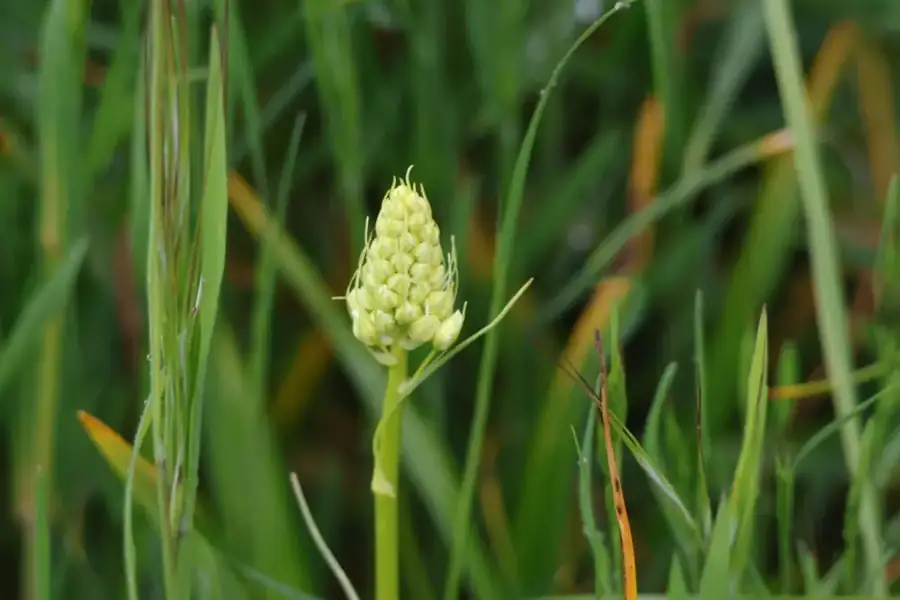 Meadow death camas: Bud spike and grass-like leaves.