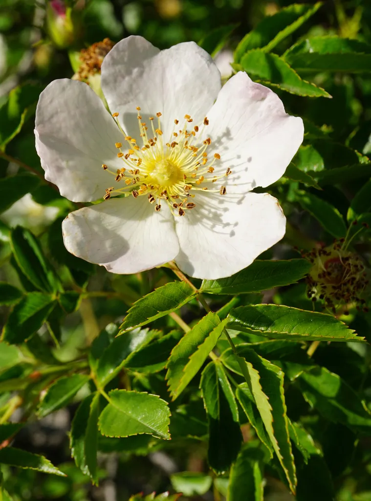 Dog rose: Reference specimen (Rosa canina)