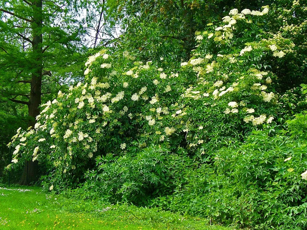 Black elder: leaves and flowers