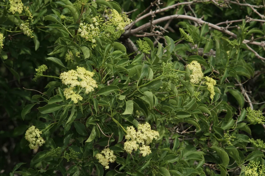 Black elder: leaves and flowers
