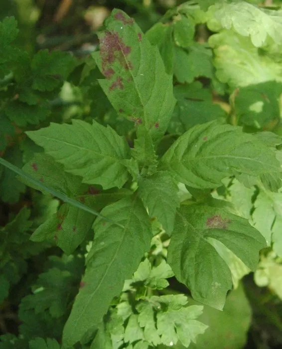 Epazote: leaves
