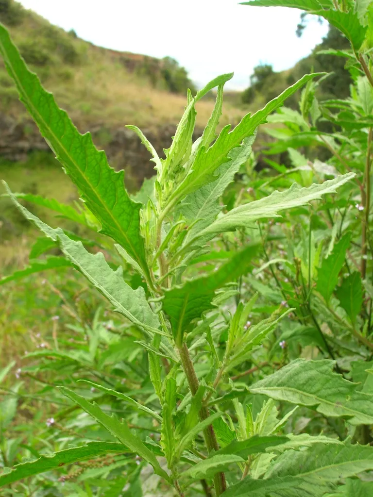 Epazote: leaves