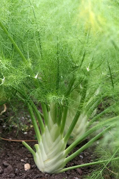 Fennel: Foeniculum vulgare