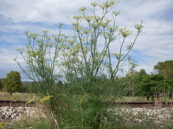 Fennel: Foeniculum vulgare