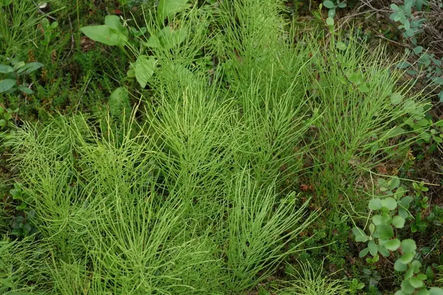 Field horsetail: Green sterile shoots.