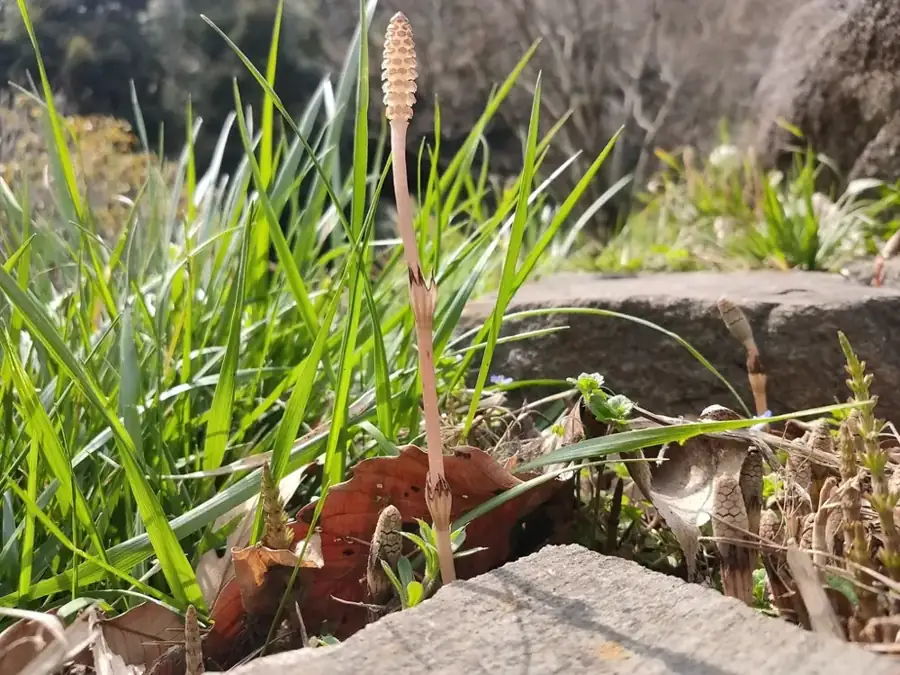 Field horsetail: Fertile spring shoot.