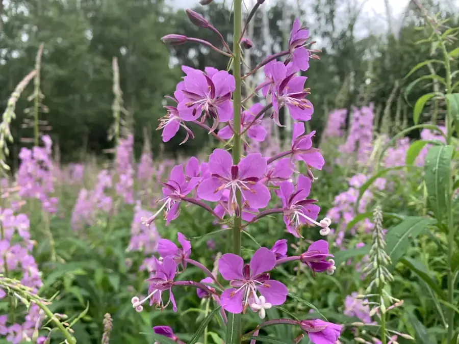 Fireweed: Magenta flower spike.