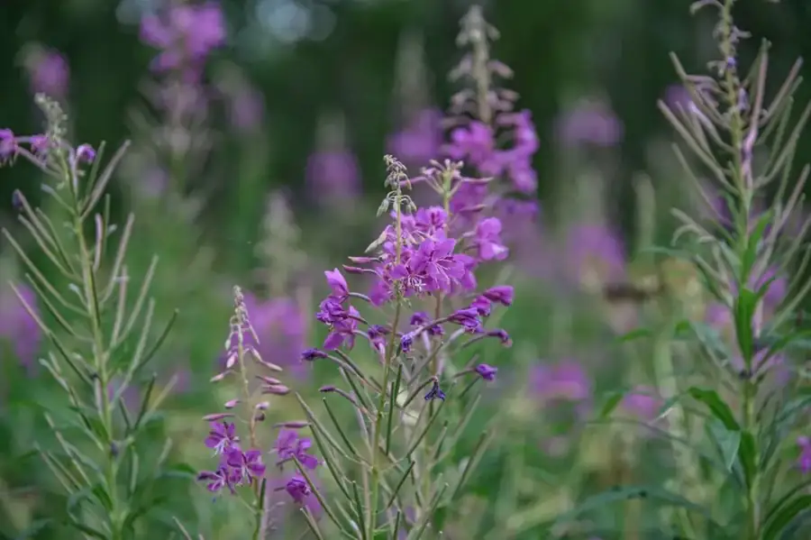 Fireweed: Stand of flowering stems.