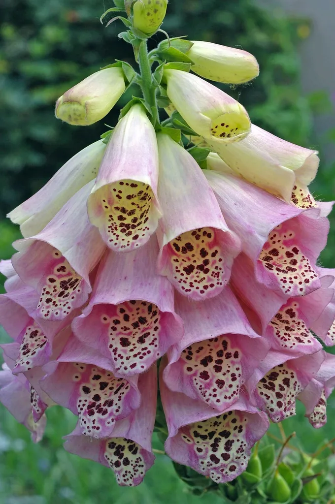 Foxglove: Digitalis purpurea
