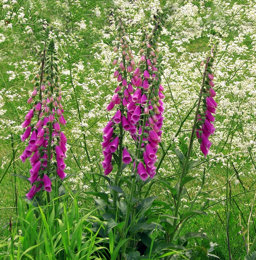 Foxglove: Digitalis purpurea