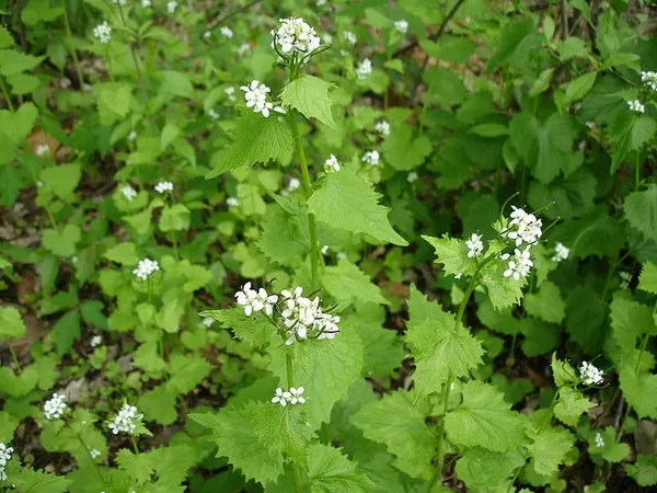 Garlic mustard: Full plant view