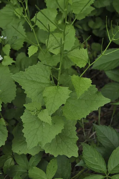 Garlic mustard: Full plant
