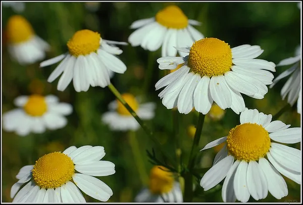 German chamomile: Matricaria recutita
