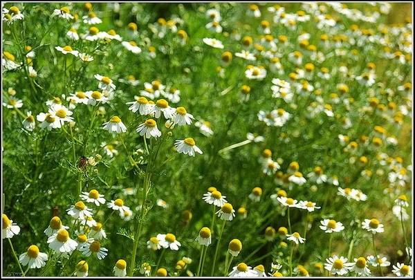 German chamomile: Matricaria recutita