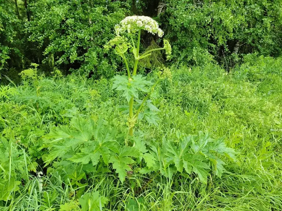 Giant hogweed: Giant umbel.