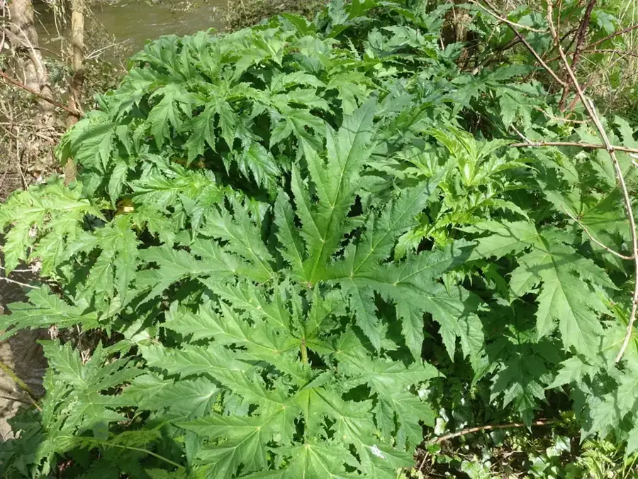 Giant hogweed: Huge lobed leaves.