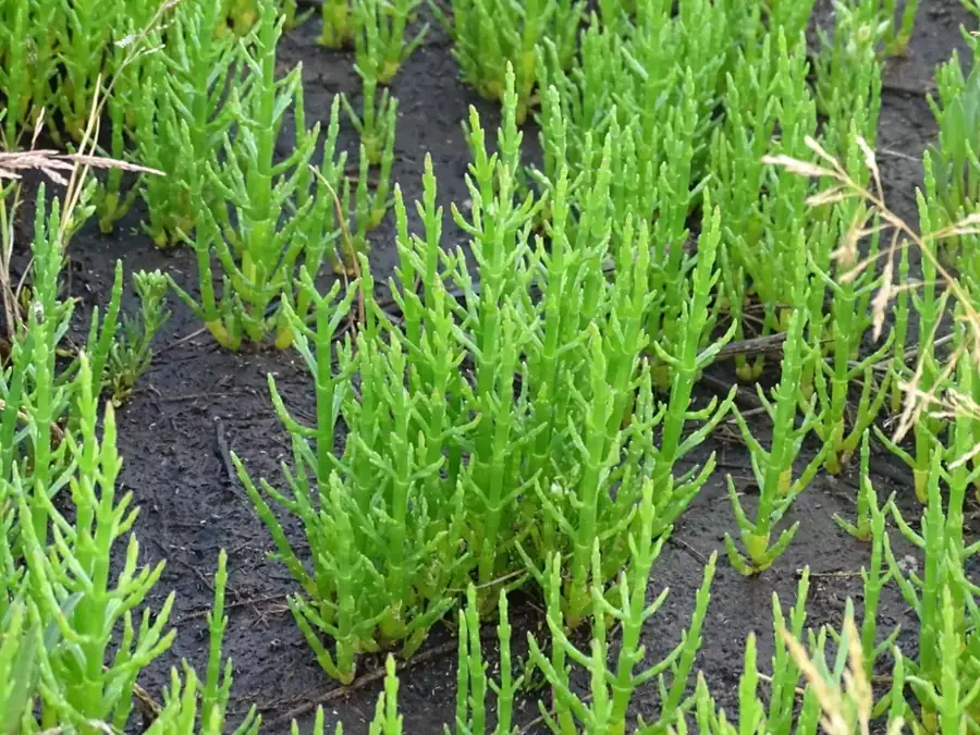 Glasswort: Segmented green stems.