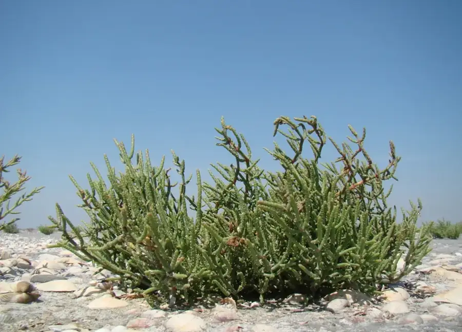 Glasswort: Plants on the shore.