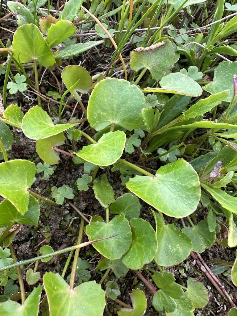 Gotu kola: Leaves and creeping growth of Centella asiatica