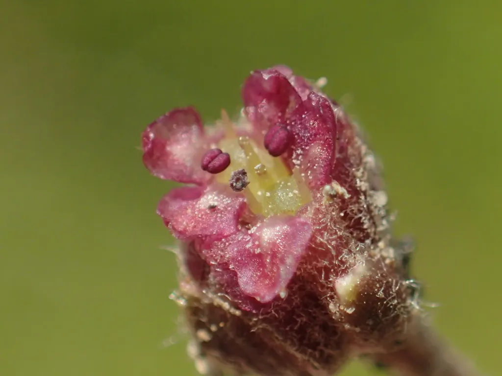 Gotu kola: Tiny flower of Centella asiatica (close-up)