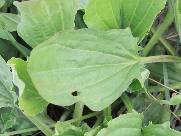Greater plantain: Leaf