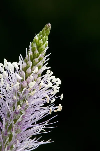 Greater plantain: Flower
