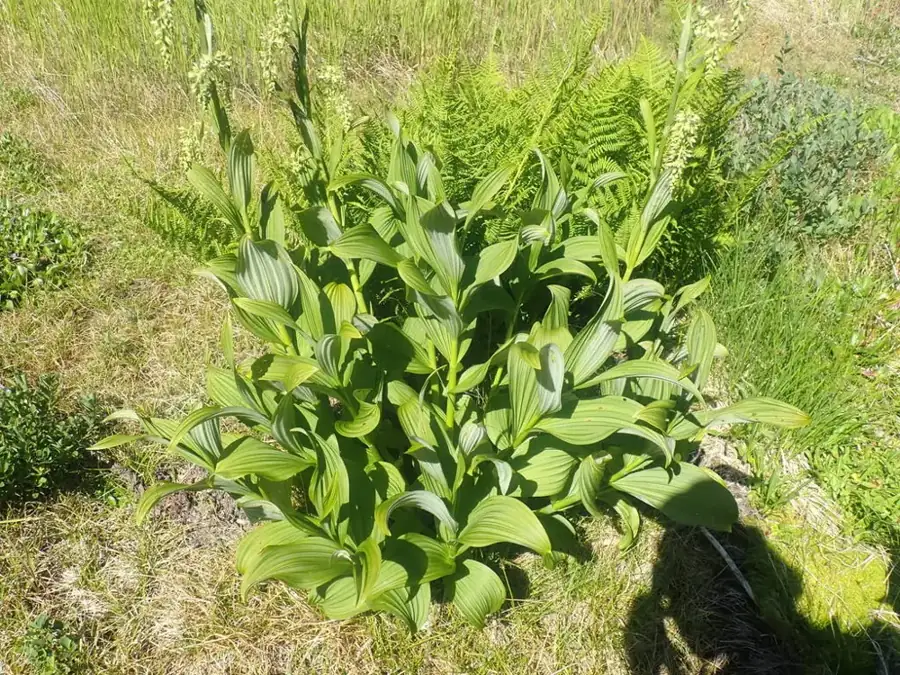 Green false hellebore: Pleated leaf clump.