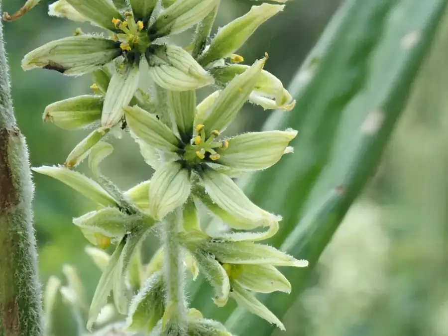 Green false hellebore: Green star flowers.