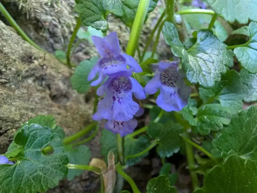 Ground ivy: Violet flowers.