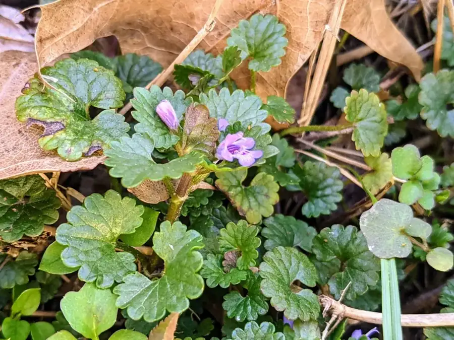 Ground ivy: Creeping leaves.