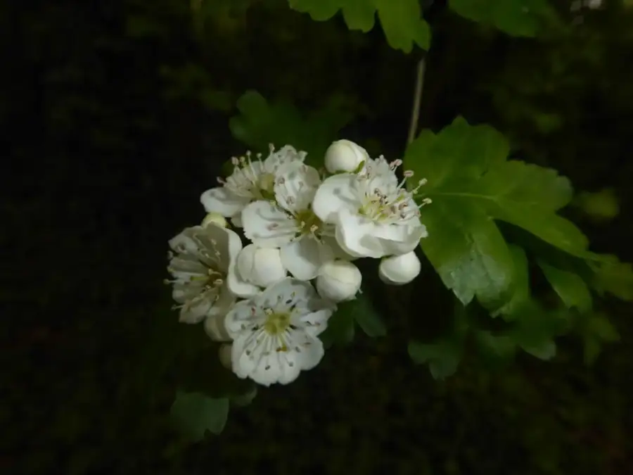 Common hawthorn: White blossom clusters.