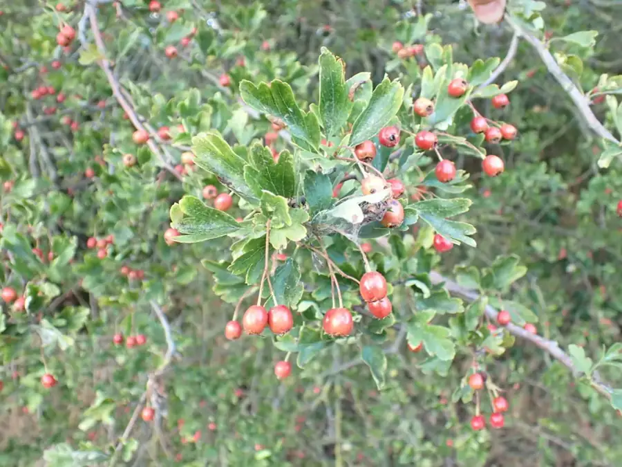 Common hawthorn: Red haws.