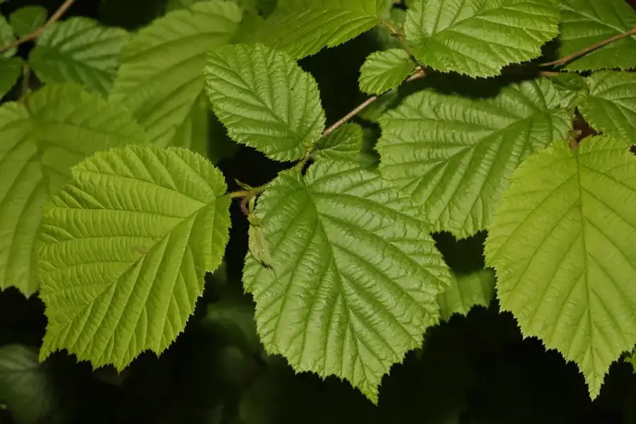 Common hazel: Toothed leaves.