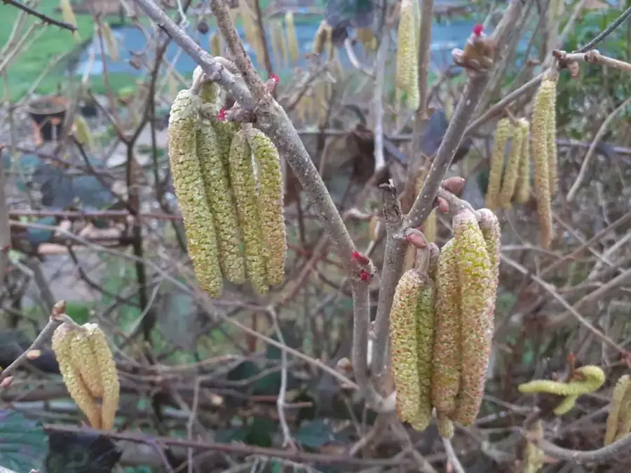 Common hazel: Catkins.