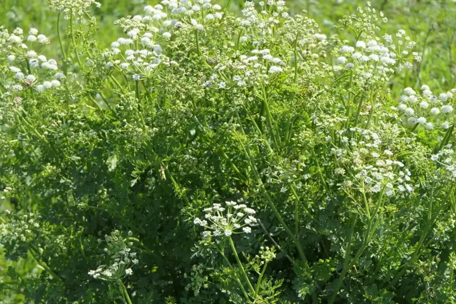 Hemlock water dropwort: White umbels.