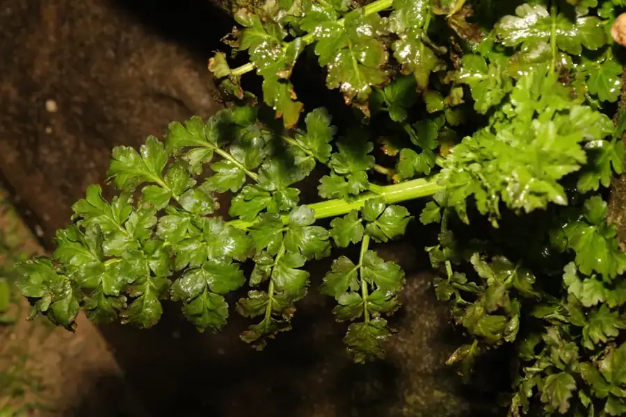 Hemlock water dropwort: Celery-like leaves.