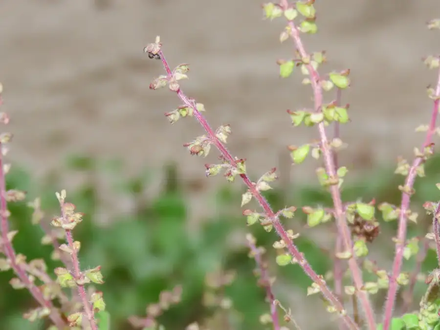 Holy basil: Flower spikes.