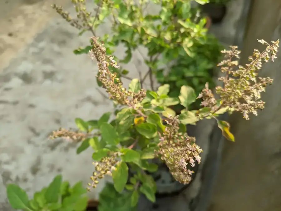 Holy basil: Flowering plant.