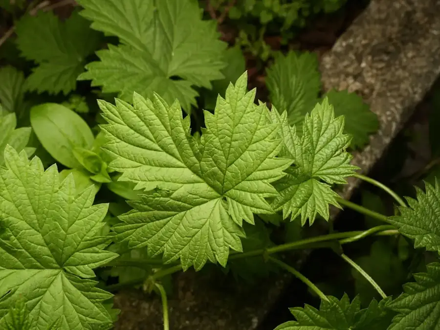 Common hop: Lobed leaves.