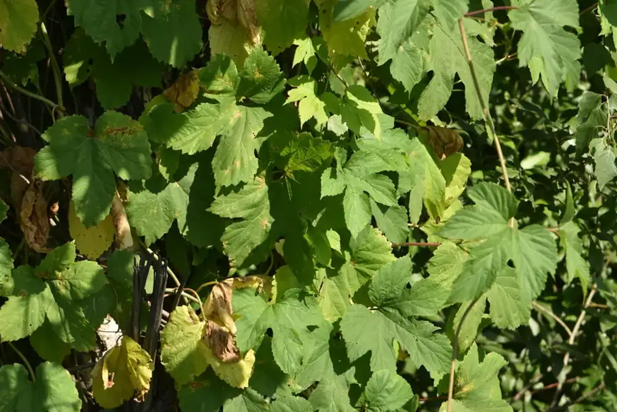 Common hop: Climbing foliage.
