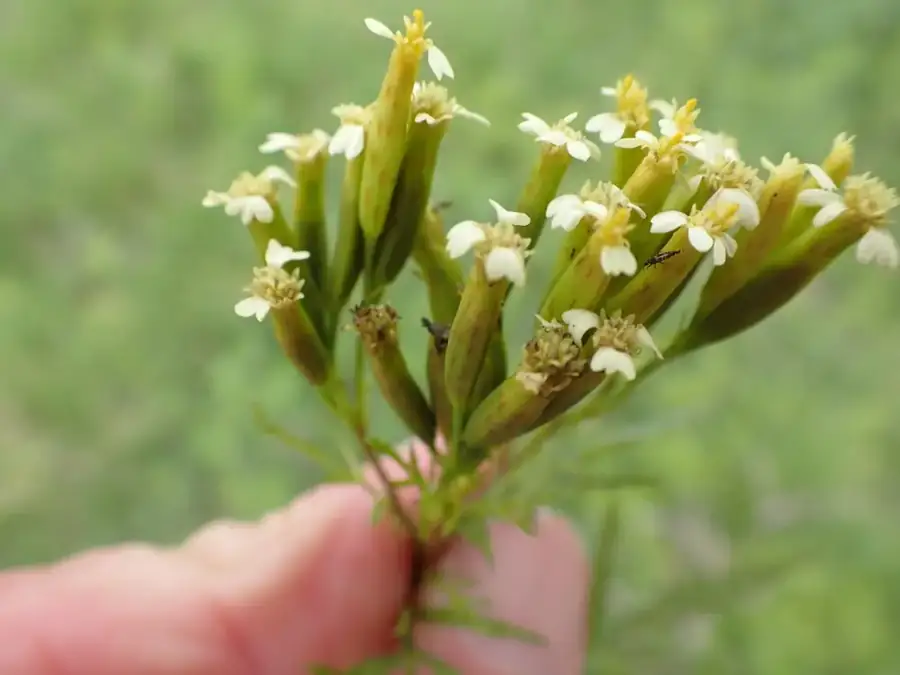 Huacatay: Flower heads.