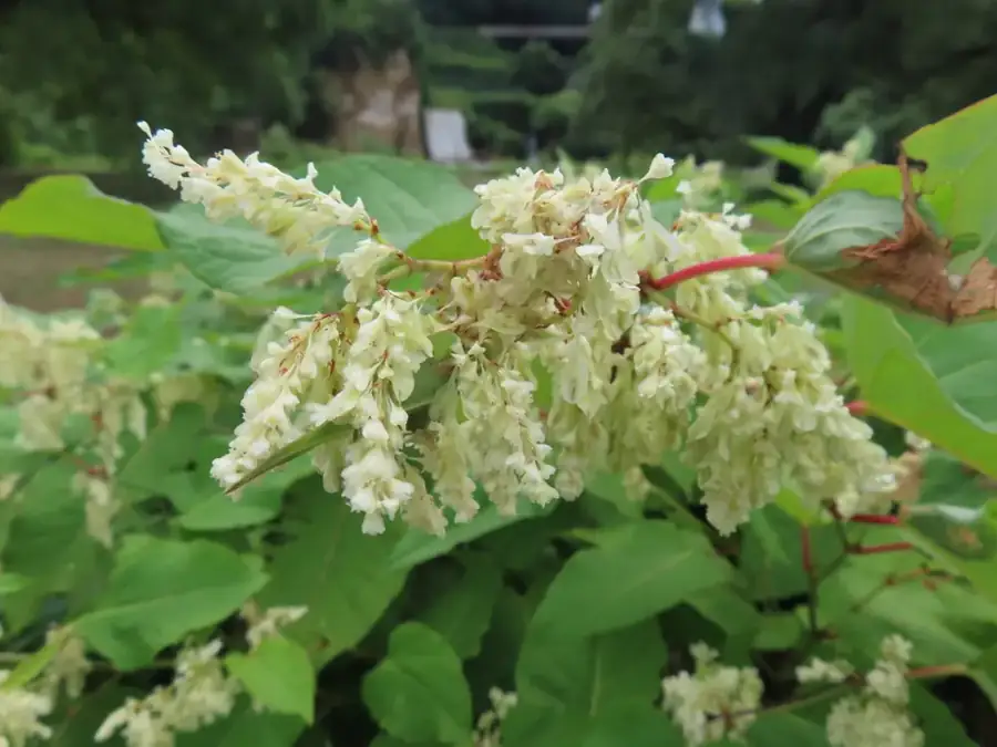 Japanese knotweed: Flower sprays.