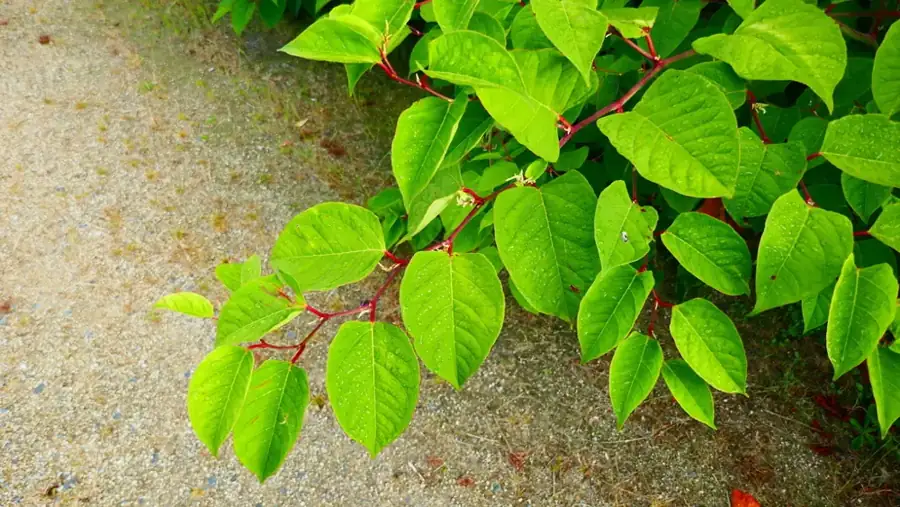 Japanese knotweed: Leaves on zigzag stems.