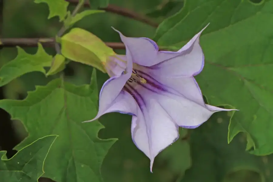 Jimsonweed: Trumpet flower.