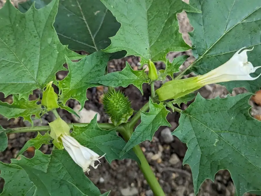 Jimsonweed: Flowers and leaves.