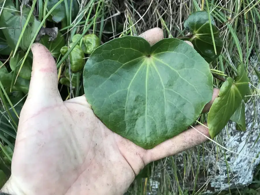 Kawakawa: Heart-shaped leaf.