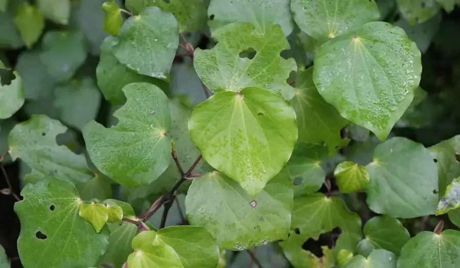 Kawakawa: Foliage.