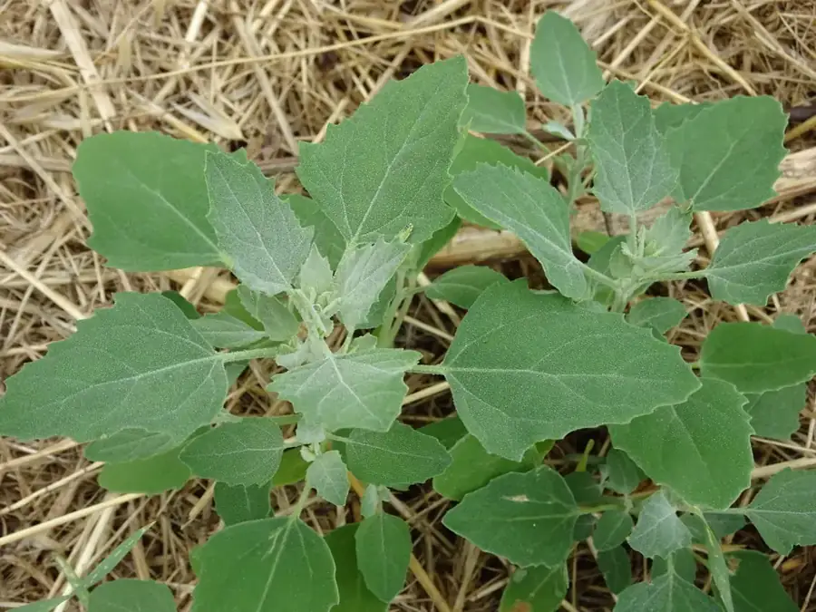 Lamb's quarters: Mealy young leaves.